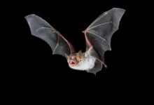 Bats buzz like hornets to scare away predators