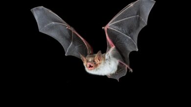 Bats buzz like hornets to scare away predators