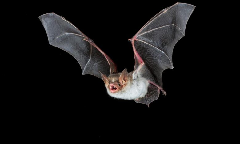 Bats buzz like hornets to scare away predators