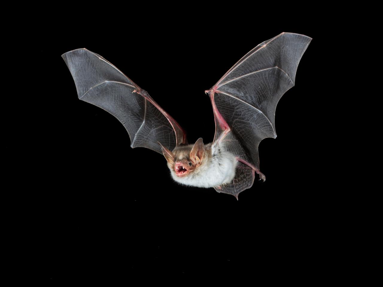 Bats buzz like hornets to scare away predators