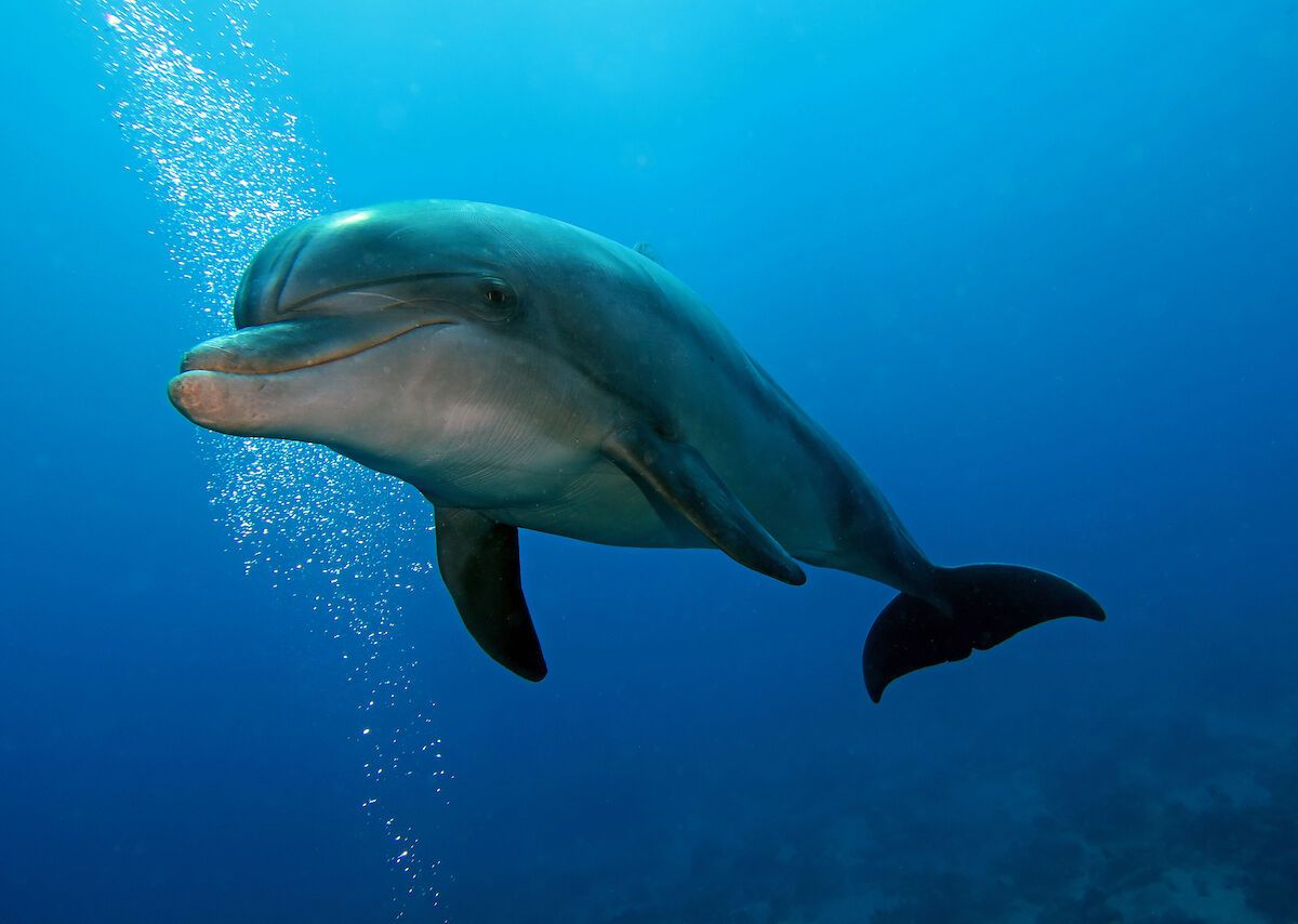 Dolphins rub against mucus oozing corals to soothe skin