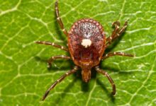 This tick can make you allergic to meat and its spreading