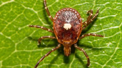 This tick can make you allergic to meat and its spreading