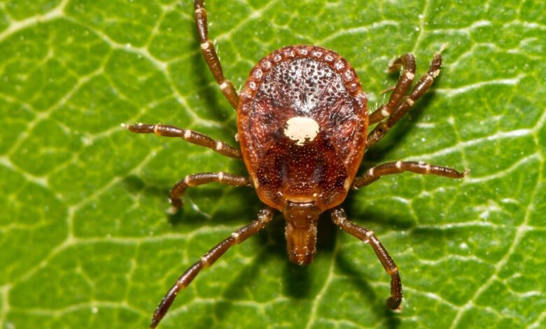 This tick can make you allergic to meat and its spreading