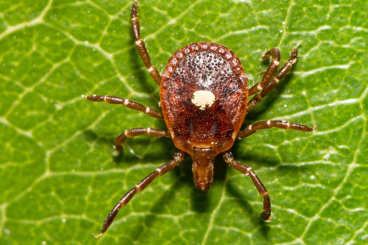 This tick can make you allergic to meat and its spreading