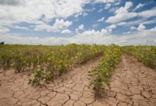 U s farmers struggle through drought to bring food to the table but face more challenges ahead