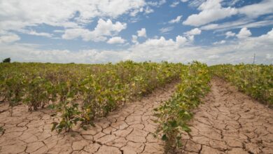 U s farmers struggle through drought to bring food to the table but face more challenges ahead