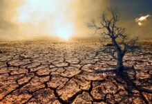 Severe heat and droughts are wreaking havoc across the globe