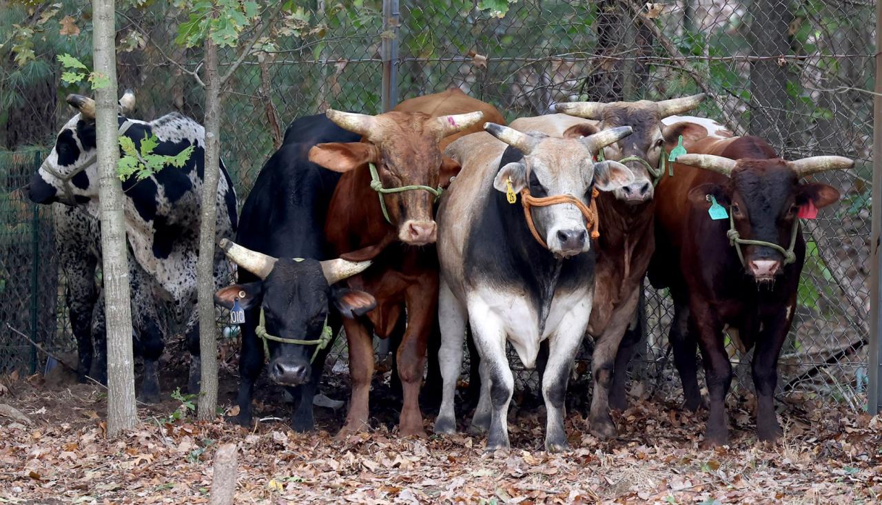 8 rodeo bulls escape mall pen and trample through mass residents yards with 1 still on the loose