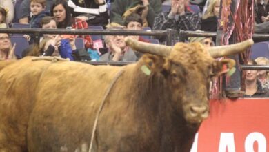 8 rodeo bulls escape mall pen and trample through mass residents yards with 1 still on the loose