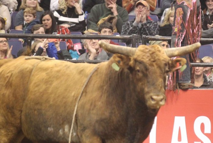 8 rodeo bulls escape mall pen and trample through mass residents yards with 1 still on the loose