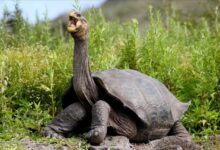 Galapagos tortoise thought extinct for 100 years has been found alive