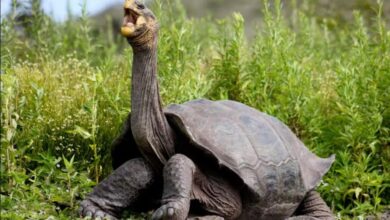 Galapagos tortoise thought extinct for 100 years has been found alive