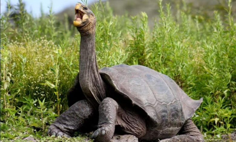 Galapagos tortoise thought extinct for 100 years has been found alive