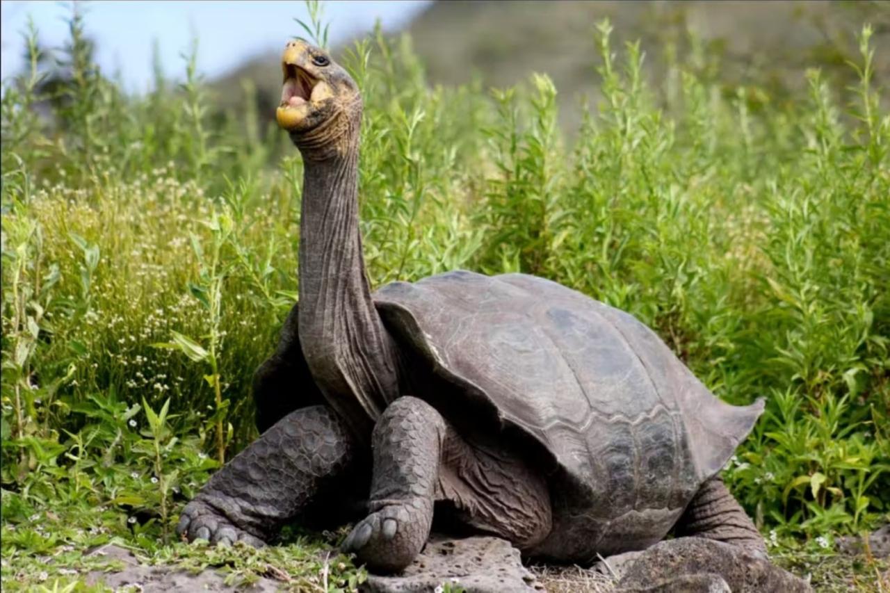 Galapagos tortoise thought extinct for 100 years has been found alive