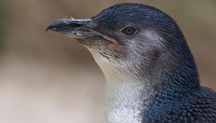 Shy penguin species wins new zealands bird of the year after contest without the controversies of previous years