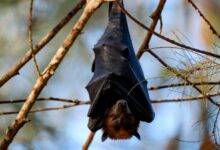 Bats show fewer signs of ageing while they are hibernating