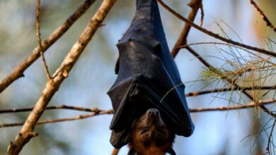 Bats show fewer signs of ageing while they are hibernating