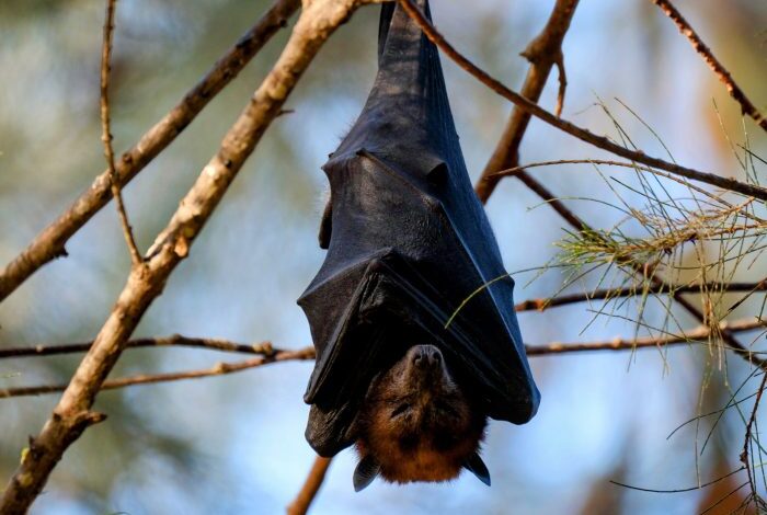 Bats show fewer signs of ageing while they are hibernating