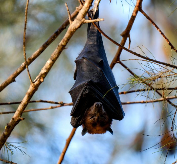 Bats show fewer signs of ageing while they are hibernating