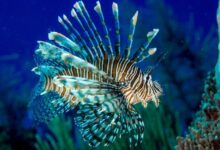 Fresh take hunting invasive lionfish in dominica a 4 5 billion chicken industry consolidation and the moldy grain coming out of ukraines black sea ports