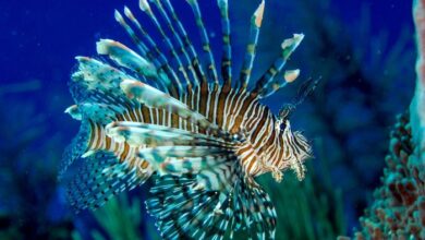 Fresh take hunting invasive lionfish in dominica a 4 5 billion chicken industry consolidation and the moldy grain coming out of ukraines black sea ports