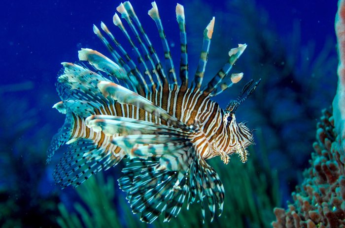 Fresh take hunting invasive lionfish in dominica a 4 5 billion chicken industry consolidation and the moldy grain coming out of ukraines black sea ports