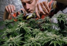 Lawmakers on opposite sides of marijuana debate say more potent pot is needed for research