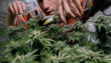 Lawmakers on opposite sides of marijuana debate say more potent pot is needed for research