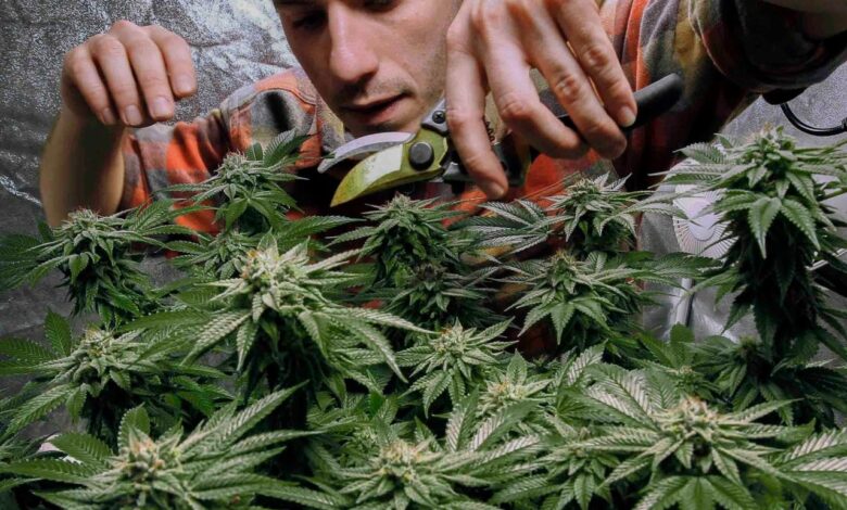 Lawmakers on opposite sides of marijuana debate say more potent pot is needed for research