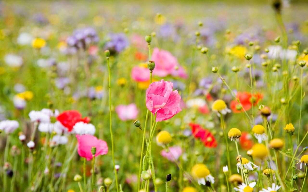 Stay cool this summer with vibrant floral easy to make granita