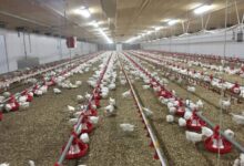 Higher chicken prices expected after 4 5 billion poultry merger wins u s approval