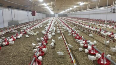 Higher chicken prices expected after 4 5 billion poultry merger wins u s approval