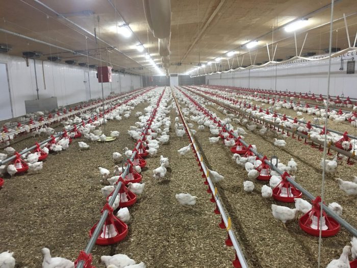 Higher chicken prices expected after 4 5 billion poultry merger wins u s approval