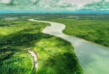 Drought leaves amazon basin rivers at an all time low