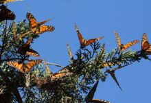 Monarch butterflies are doing surprisingly well in north america