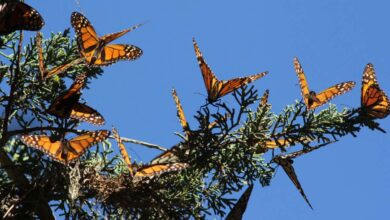 Monarch butterflies are doing surprisingly well in north america