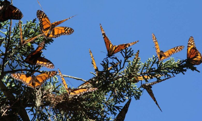 Monarch butterflies are doing surprisingly well in north america