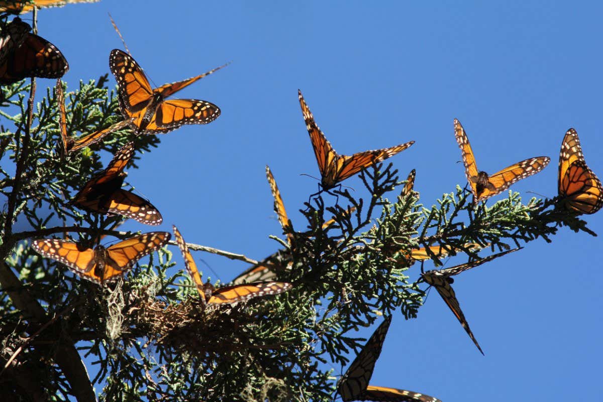 Monarch butterflies are doing surprisingly well in north america