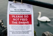 Conservationists warn spread of bird flu is wiping out uk seabirds