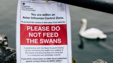 Conservationists warn spread of bird flu is wiping out uk seabirds