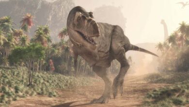 Controversial idea that t rex was three species comes under fire