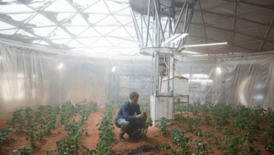 Astronauts might be able to farm on mars one day thanks to a secret ingredient alfalfa