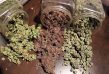 Cannabis farmers not high on chemically made thc