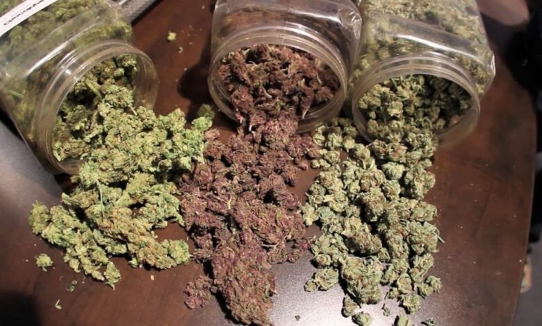 Cannabis farmers not high on chemically made thc