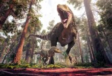 Controversial idea that t rex was three species comes under fire