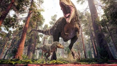 Controversial idea that t rex was three species comes under fire