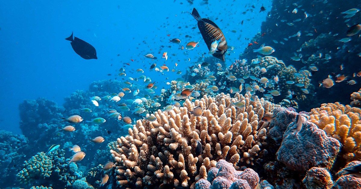 Probiotics could help save overheated coral