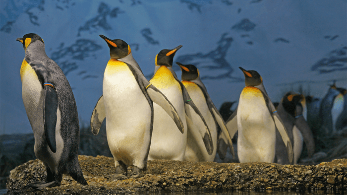 Hoiho rare shy penguin wins new zealands bird of the year vote