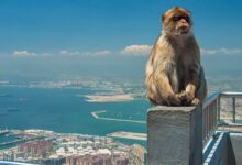 Gibraltar became a hub for crypto